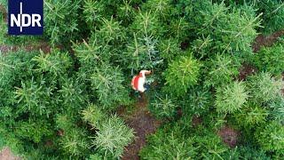 Oh Tannenbaum: Das Geschäft mit Weihnachten | NDR Doku | 45 Min