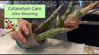 How to Care for a Catasetum Orchid After Blooming & During Dormancy | How to Remove Blooms & Roots