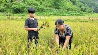 A single mother and her son harvest ripe rice, the life of a single mother