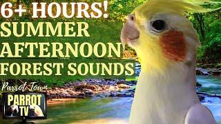 Summer Afternoon | 6 HOURS Calm Song Bird Forest Ambience for Birds  | Parrot TV for Your Bird Room