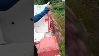 Đổ bỏ mận vì 2 nghìn/kg mà không ai mua