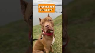 Питбуль: бубочка или агрессор? #собака #дрессировка