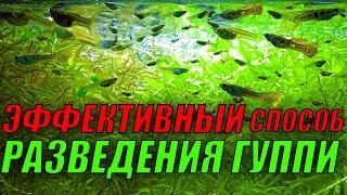 Самый эффективный способ разведения гуппи в домашних условиях!