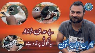 Amazing Sialkoti Birds of Ustad Syed Kamran Abbas Naqvi