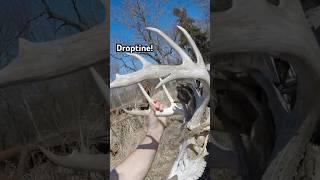 How did that get there? #buck #whitetail #shed #deadhead #trophy #droptine #hunting #deer #find #tip