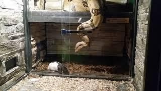 Feeding the boa constrictor