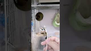 何この音源www #フクロモモンガ #エキゾチックアニマル #ペット動画 #モモンガ #フクモモ
