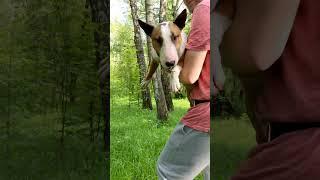 Когда хотят погладить собаку