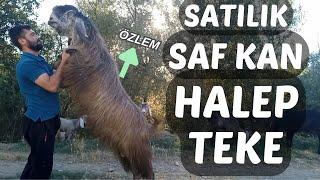 SATILIK HALEP TEKESİ | Halep Teke Fiyatı