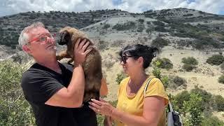 Great News! Little George got Adopted - Takis Shelter