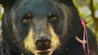 Mother Bear Charges at Gordon | BBC Earth