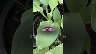 КУДА ПОСАДИТЬ И КАК УХАЖИВАТЬ : #дача #цветы #садовыйцентр #garden #длядачи