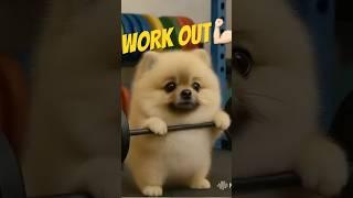 어딘가 이상한 포메라니안의 헬스 #weightloss#dogshorts#workout#exercise#강아지운동#cutedog#pomeranian#dogvideos#dogvlog