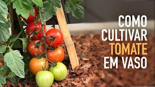 5 DICAS pra CULTIVAR TOMATE em VASO  #hortacaseira