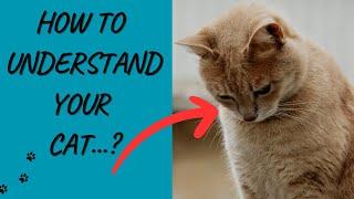 "The Ultimate Guide to Understanding Your Cat: Decoding Feline Behavior "