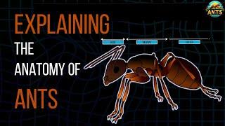 Ant's Anatomy and physiology - Documentary