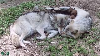 Yearling Competes with Wolf Pups for Mom's Attention