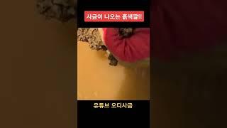 사금이 나오는 흙색깔! 이런 흙은 100% 있습니다. #사금 #사금채취 #goldpanning