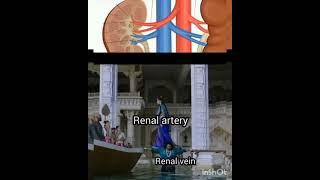 #renal anatomy #kidney blood supply #medicos ️️