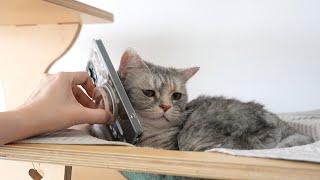 고양이 앞에서 싫어하는 병원 원장님과 통화했을 때 반응