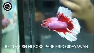 Boss Eric  Gidayawan Betta Fish Hub