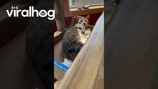 Talkative Cat in a Cardboard Box || ViralHog