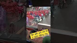 Dậy từ 2 giờ sáng có người không bán được lại chở về #tinnong