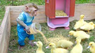 Smart MiMi saves her starving duck friends in the most special and heartwarming way