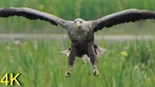 Seeadler hat einen Snack  --  White-tailed Eagle has a Snack