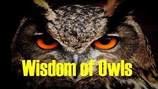 WISDOM OF OWLS | The 7 Habits of Owls l OWLS