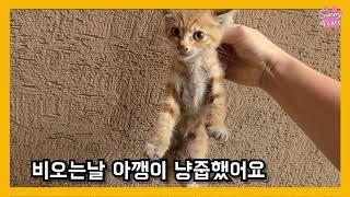 어미에게 버려진 아기 길고양이 구조? 냥줍? 했어요(eng) | rescue baby cat on a rainy day