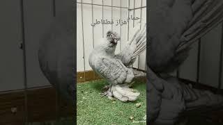الحمام