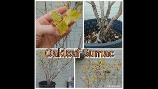 Oakleaf Sumac - Potential pre-bonsai  (Rhus Trilobata)