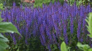 Perennial Salvia Production Tips | Walters Gardens