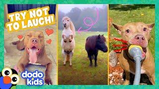 Try Not To Laugh At These Funny, Cute Animals | Dodo Kids | Animal Videos