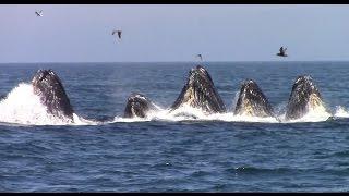 Best of Whale Watching, Monterey California as of 7.16.2016