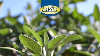 LaVita Kräutersud - Einblicke in die LaVita-Rezeptur