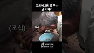 세상에 이런 일이;; 닭이랑 교감 하는 할아버지;;