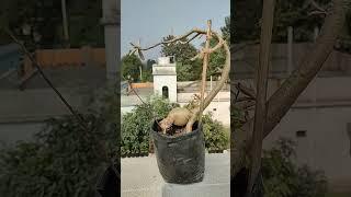 Adenium Plants #shorts #short #youtubeshorts #garden #gardening #hobby #viral #adenium