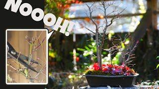 Avoid These Mistakes: Japanese Maple Bonsai Winter Pruning