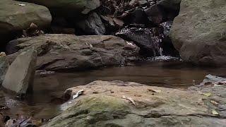 SOLO GIRL CAMPING IN THE FOREST, COOKING, SURVIVAL, RELAXING, ASMR