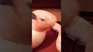 машину купят или в дет дом сдадут?  #блоптоп #блоп #бибизяны #прикол #голубь #белка #memes #мем