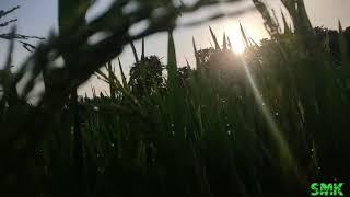 Good morning wishes // nature love // Sunrise coming // whatsApp tamil status