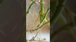 Топ 3 растения с настоящими сверхчувствами #обучение #факты #топ3 #facts #растения #топ #KoDi #мем
