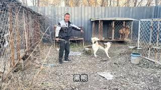 母狗快要生狗仔，1窝狗遭遇了细小病毒，无奈只能采取这样的方法