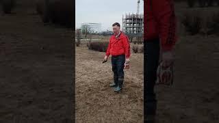 Кане корсо 7 мес