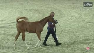 N 56 MG AL HAILAN   ERAB Arabian Horse International Show 2024   Colt Foals Class 2A