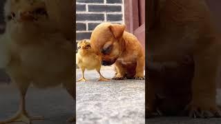 A Tale of Cuteness: When Sleep Takes Its Toll on a Chick and Puppy #shorts