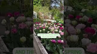 Watch till the end to see the RESULT!! #tulips #springflowers #fallplanting #flowergardening