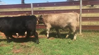 3 Simmental/Angus Weaner Steers